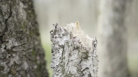 Depth of Field Focus on Trunk of a Chopped Tree in Sunny Fall Forest Vídeo Stock 229743426