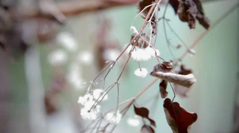 Depth of field, leaf and flowers Stock Footage 22595914
