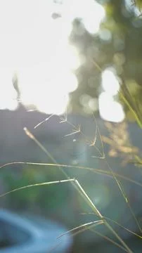 Depth of field Stock Photos