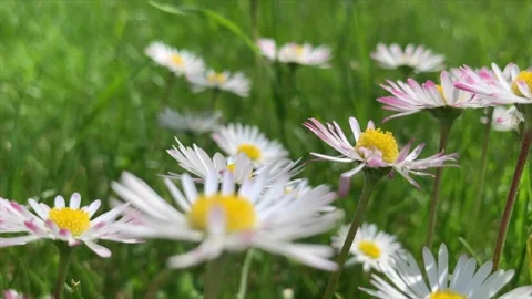 Depth of field shot of daisies Stock Footage 288011659