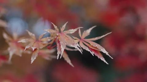 Depth of Field video of red maple leaves Stock Footage 303042573
