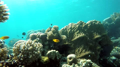 The depth of the ocean. The corals and fish Stock Footage 61239423