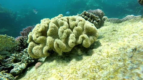 The depth of the ocean.  The depth of the ocean. Stock Footage 61239426