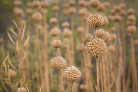 Depth ofspring 스톡 사진