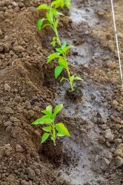 Depth at which you plant pepper seedlings is essential for their proper Stock Photos