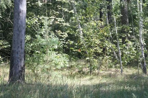 Depths of a forest. Stock Photos