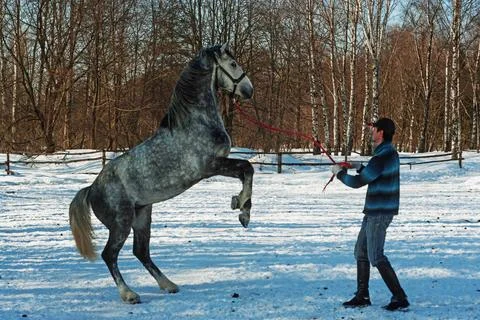Der Kerl und das erzogene graue Pferd. Winter park, sunny day. (License=RF... Stock Photos