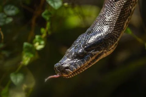  Der Kopf einer Blutpython (Python brongersmai) im Alfred-Brehm-Haus im Ti... Foto stock