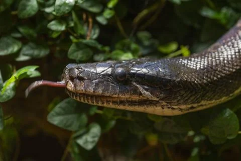  Der Kopf einer Blutpython (Python brongersmai) im Alfred-Brehm-Haus im Ti... 스톡 사진