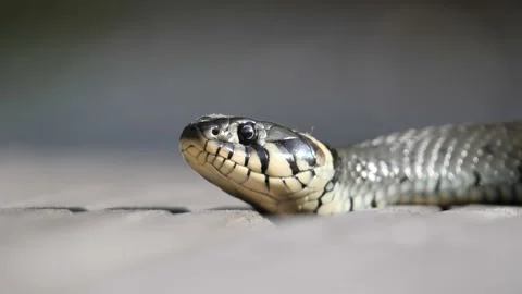 Der Kopf einer Schlange 動画素材 135833282