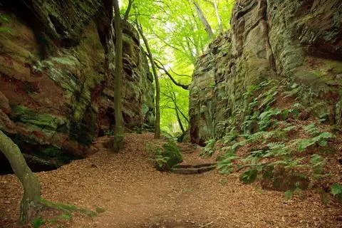 Der Pfad. Deutschland Wald im Naturpark Saar-Hunsrück/Deutschland - Forest.. Stock Photos