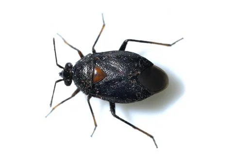 Deraeocoris ribauti, Small bed bug of the family Miridae, studio photo isol.. Stock Photos