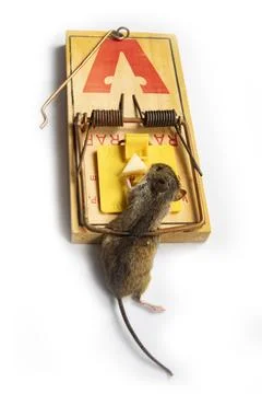 Deratization. The mouse got caught in a mousetrap Photos