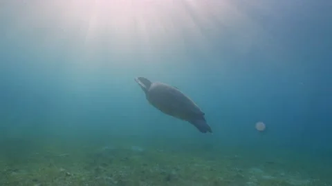 Derawan tourtle 4k  sunset snorkling Stock Footage 198518318
