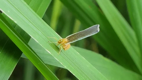 Derbid Planthopper on leaves. Video stock 79028042