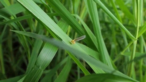 Derbid Planthopper on leaves. zoom in Stock-Footage 79028190