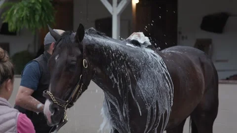 Derby Contender Ocelli Getting a Bath Trackside Видео 336040507