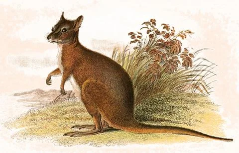 Derby wallaby Notamacropus also called tammar or dama wallaby eugenii is a Stock Illustration