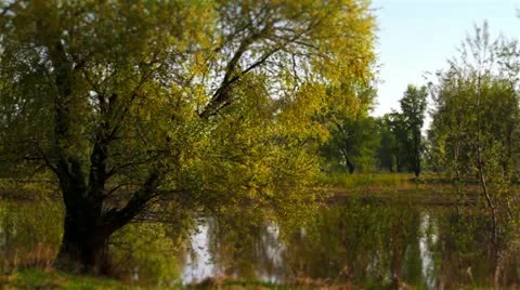Derefo on the shore of rivers. Stock Footage 10914360