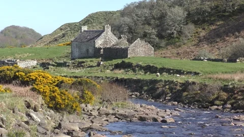 Derelict stone cottage stream rocks yellow gorse  Stock Footage 250654014