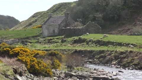 Derelict stone cottage stream yellow gorse sheep countryside Stock Footage 238029000