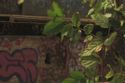 Derelict Train / Tram with graffiti NTSC Stock Footage 396860