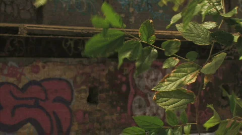 Derelict warehouse with graffiti Stock Footage 298088