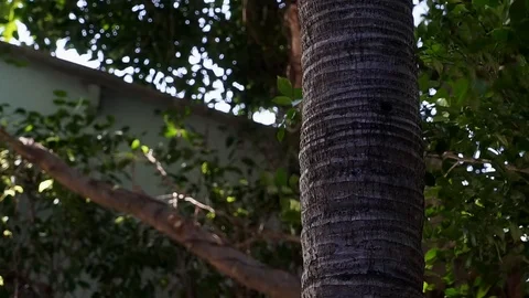 Derevo 動画素材 107195367