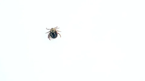 Dermacentor. Hard tick crawls on white background Stock Footage 72897459