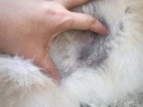 The dermatitis on dog ear 写真素材