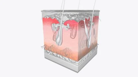 The dermis is a connective tissue layer sandwiched between the epidermis an.. Stock Illustration