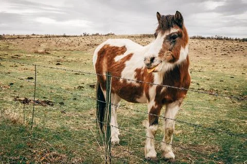 Derp Fotos de archivo