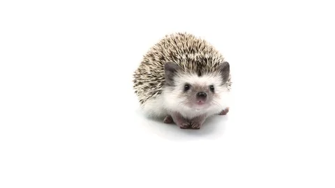 Derpy hedgehog Stock Footage 105461771