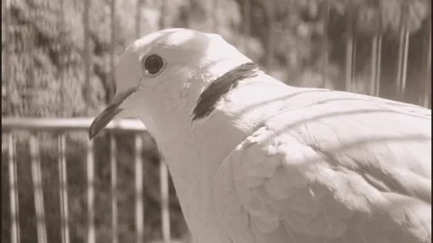 Deruk Stock Footage 264631609