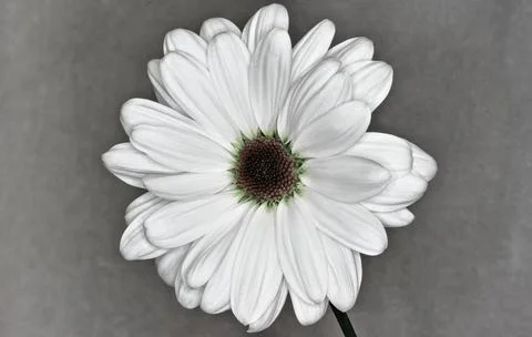 Desaturated Daisy Stock Photos