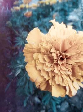 Desaturated Flower Stock Photos