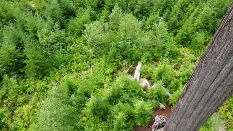 Descend and rotates down the trunk of Big Lonely Doug near Port Renfrew, BC Stockbeeldmateriaal 164007087