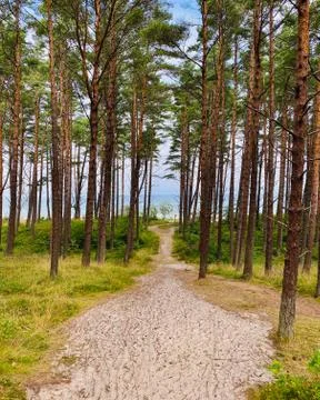 Descend to the beach through a forest. Stock Photos