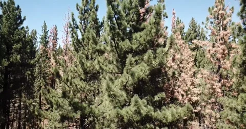 Descend Down Through the Eastern Sierra Nevada Mountains Inyo National Forest Stock Footage 219581383