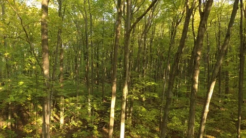 Descending aerial sequence of forest in early fall with sun piercing thru Stock Footage 119192722