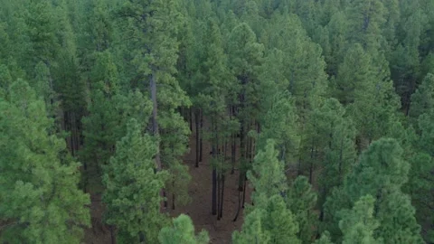 Descending aerial of towering pine trees in a forest woodland Stock Footage 284857557