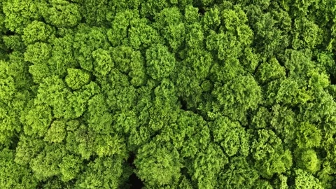 Descending aerial view into deciduous forest canopy in spring Stock Footage 336482530