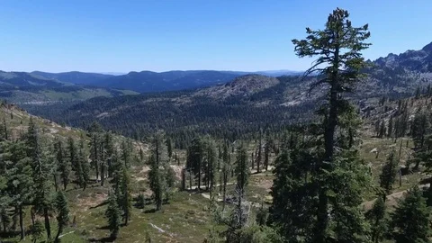 Descending along a tree Stock Footage 95876059