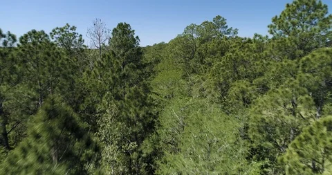 Descending into canopy of trees how a bird would fly drone aerial 4K Stock Footage 111365381