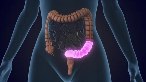 The Descending colon is a section of the large intestine 스톡 동영상 310937541