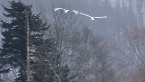 Descending Cranes Stock Footage 324977555