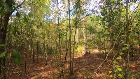 Descending down in the forest Stock Footage 142020734