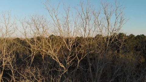 Descending down leafless tree close up branches sunset golden hour 4K 動画素材 86866172