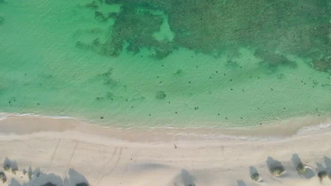 Descending drone captures Green and Loggerhead turtles swimming near the beach Stock Footage 324899620