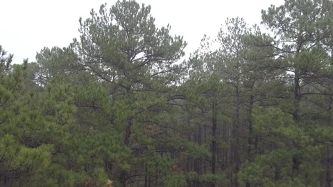 Descending Drone Going Down Southern Longleaf Pine Tree Grove Stand Stock Footage 132861302